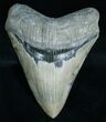 Venice Florida Megalodon Tooth #6070-1